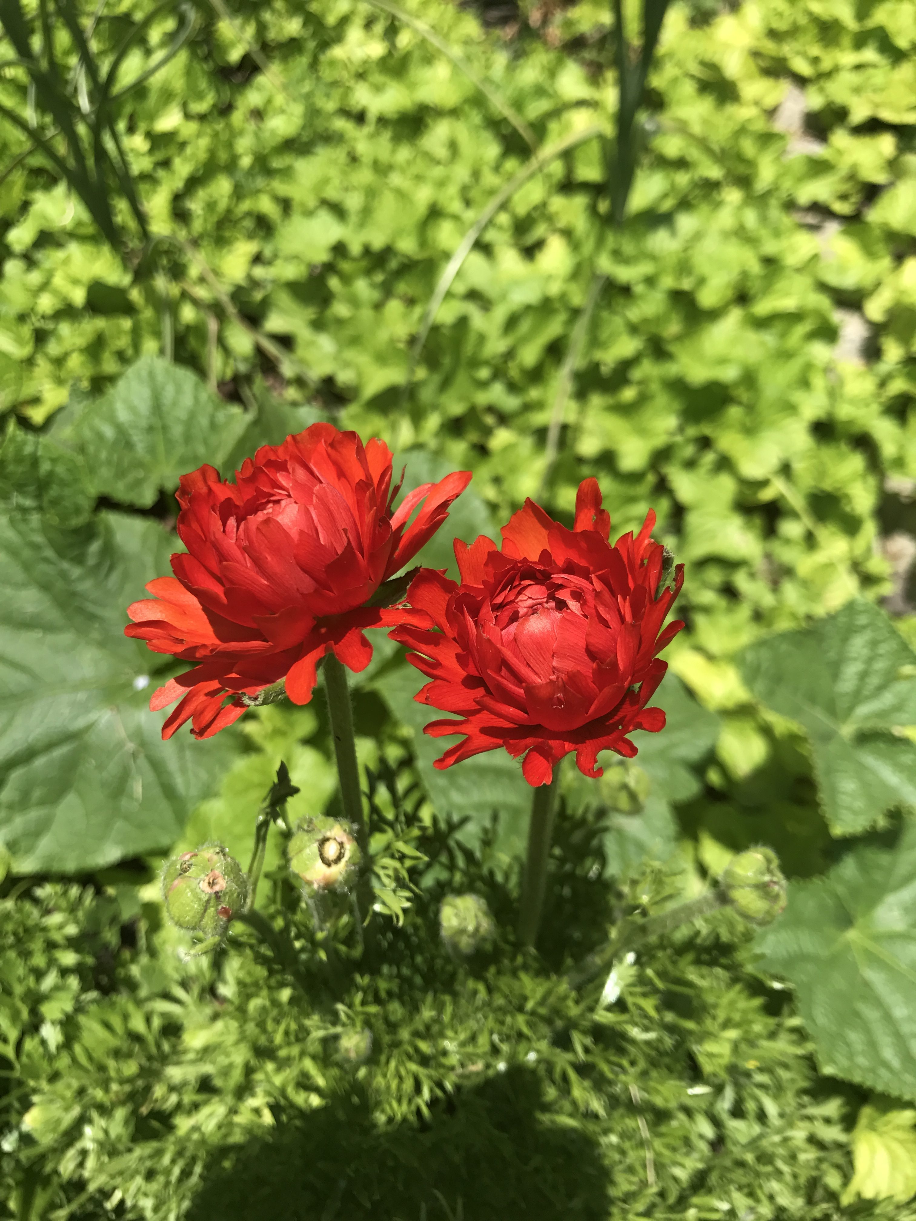 Red Dahlia