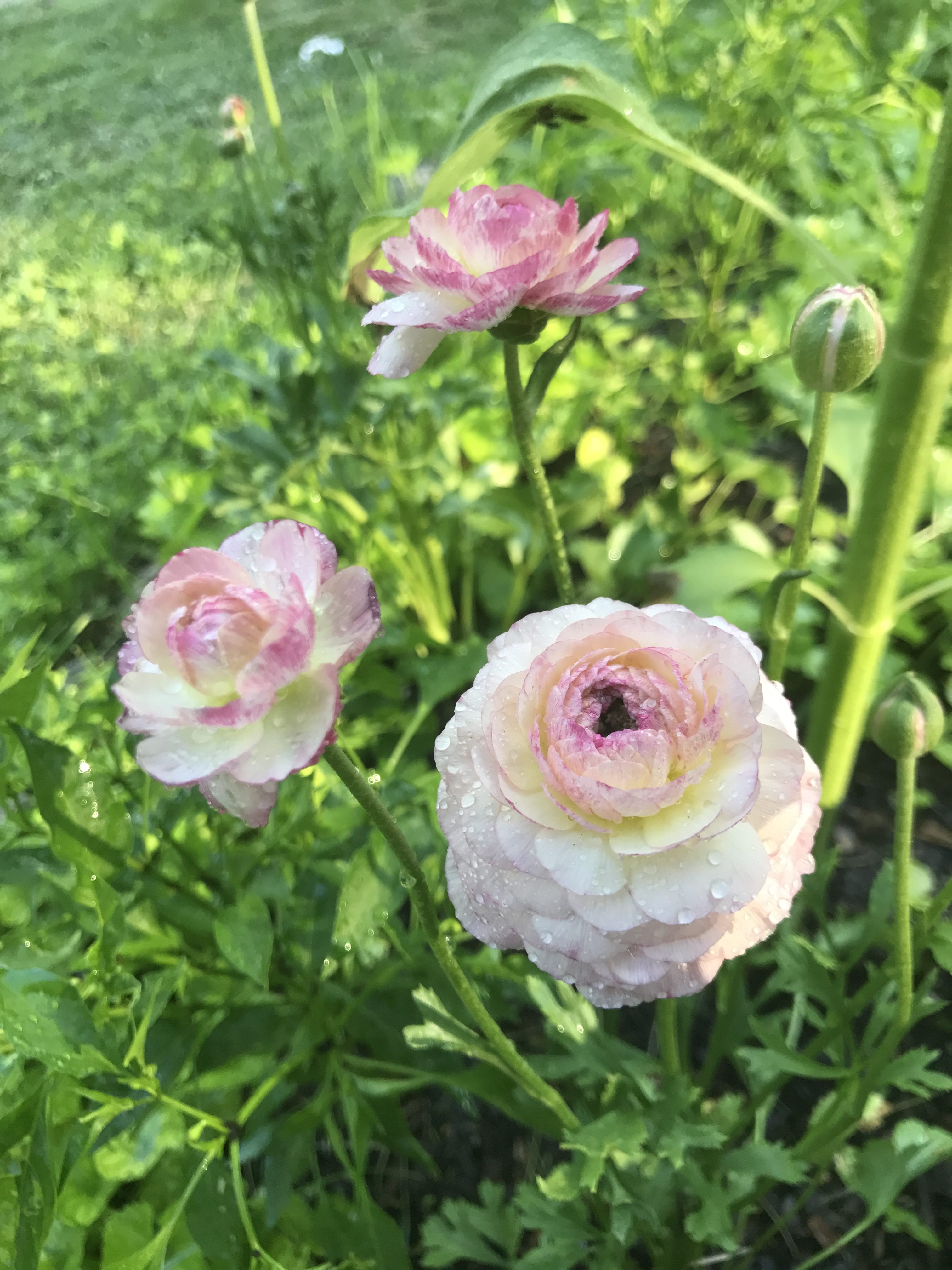 Pink Chrysanthemum