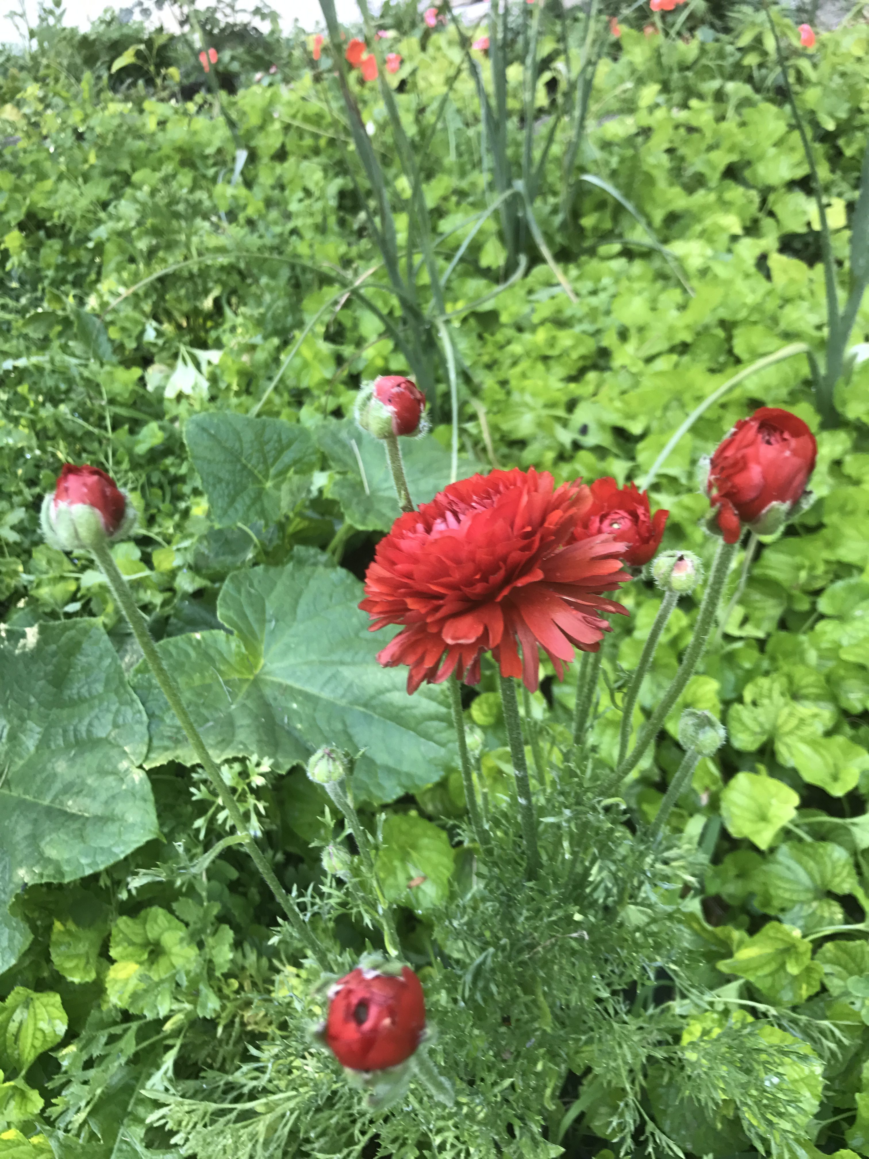 Red Zinnia