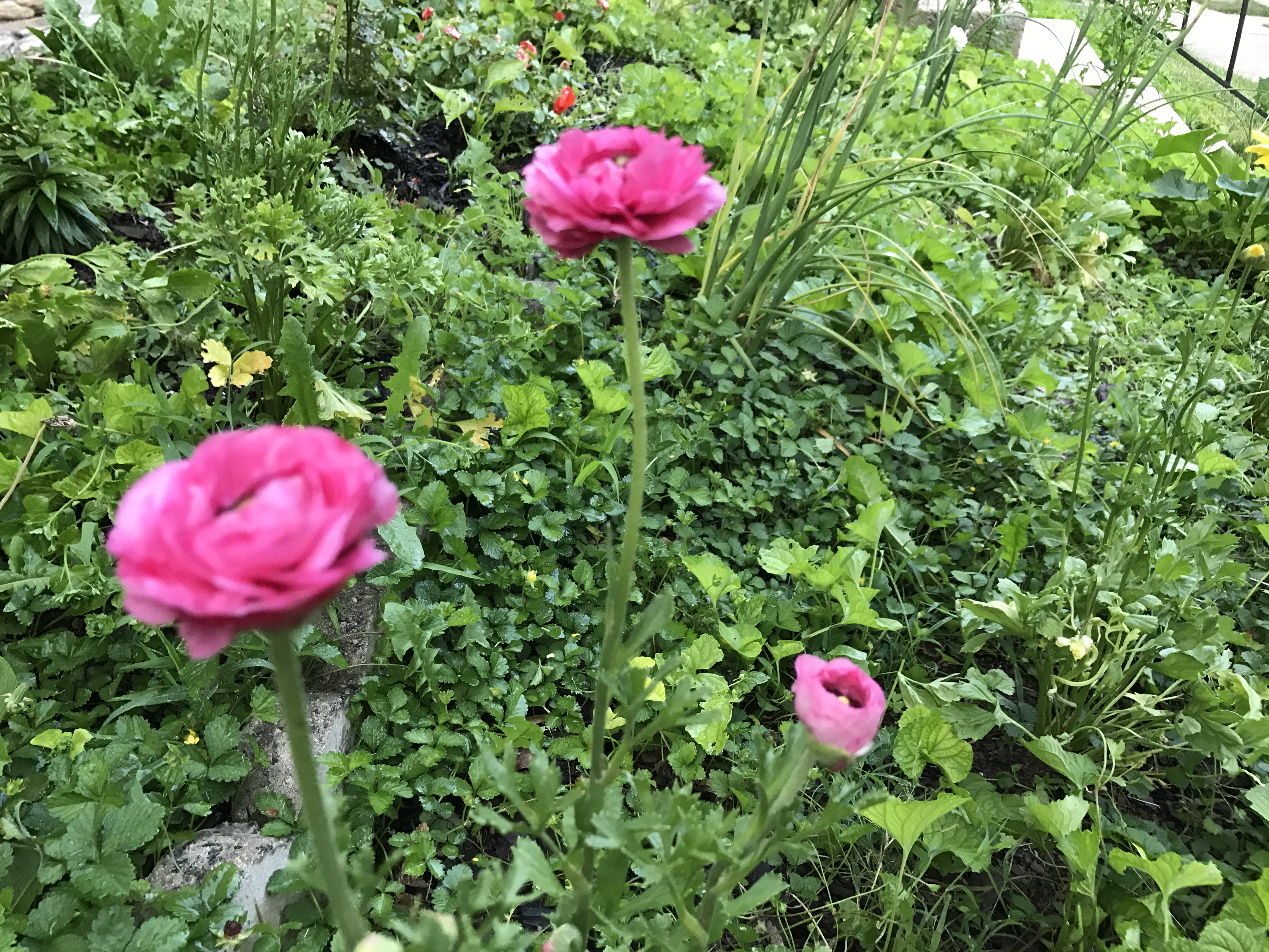 Pink Dahlia