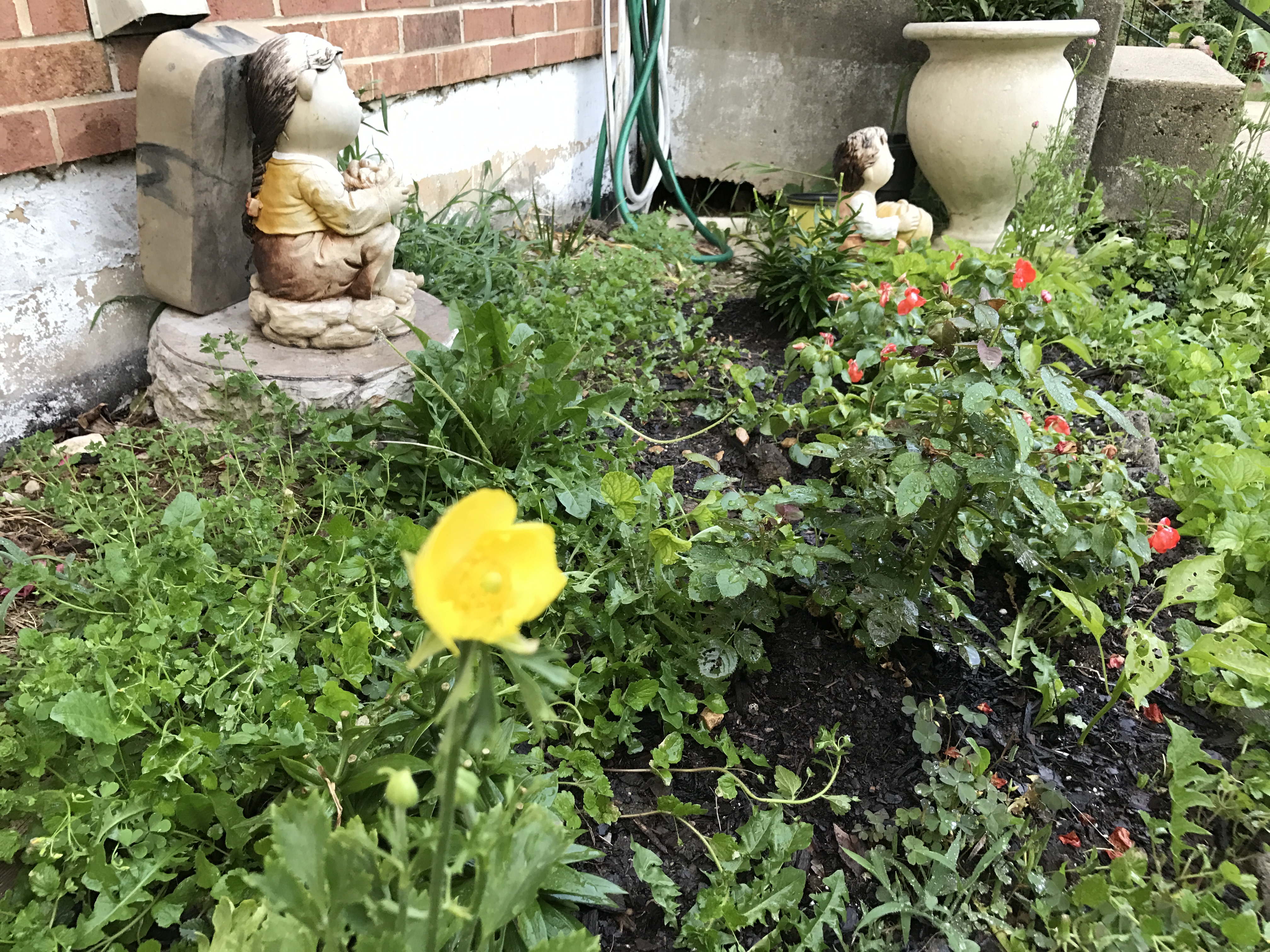 Yellow Cosmos