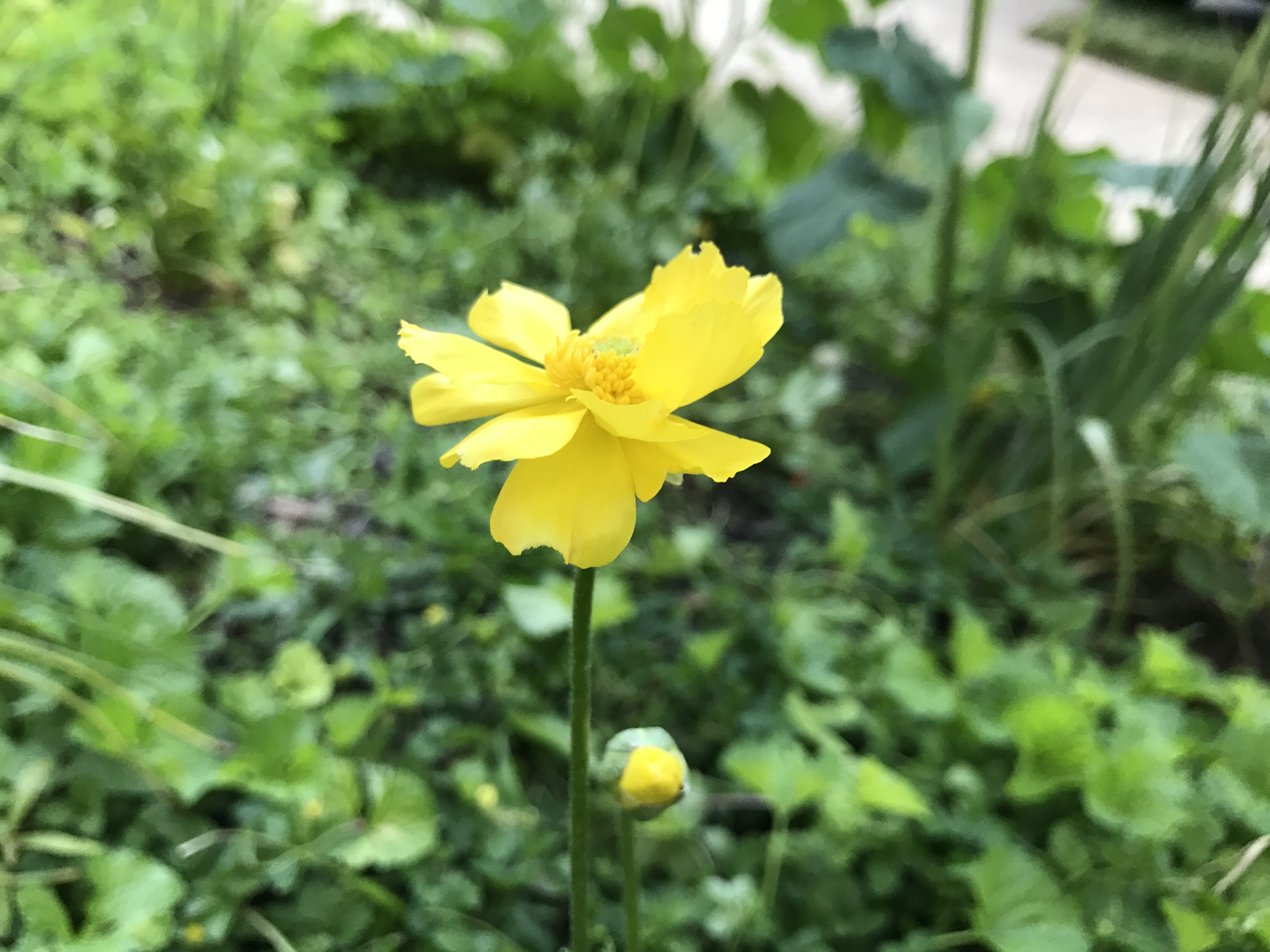 Yellow Cosmos