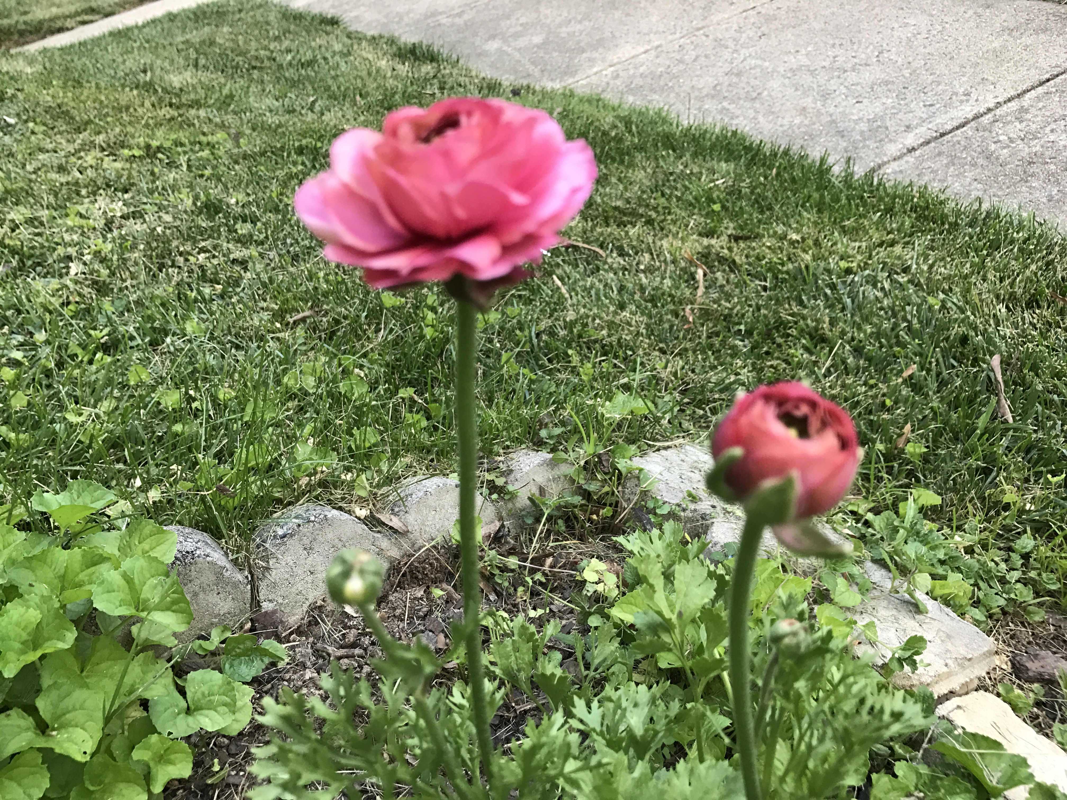 Pink Dahlia