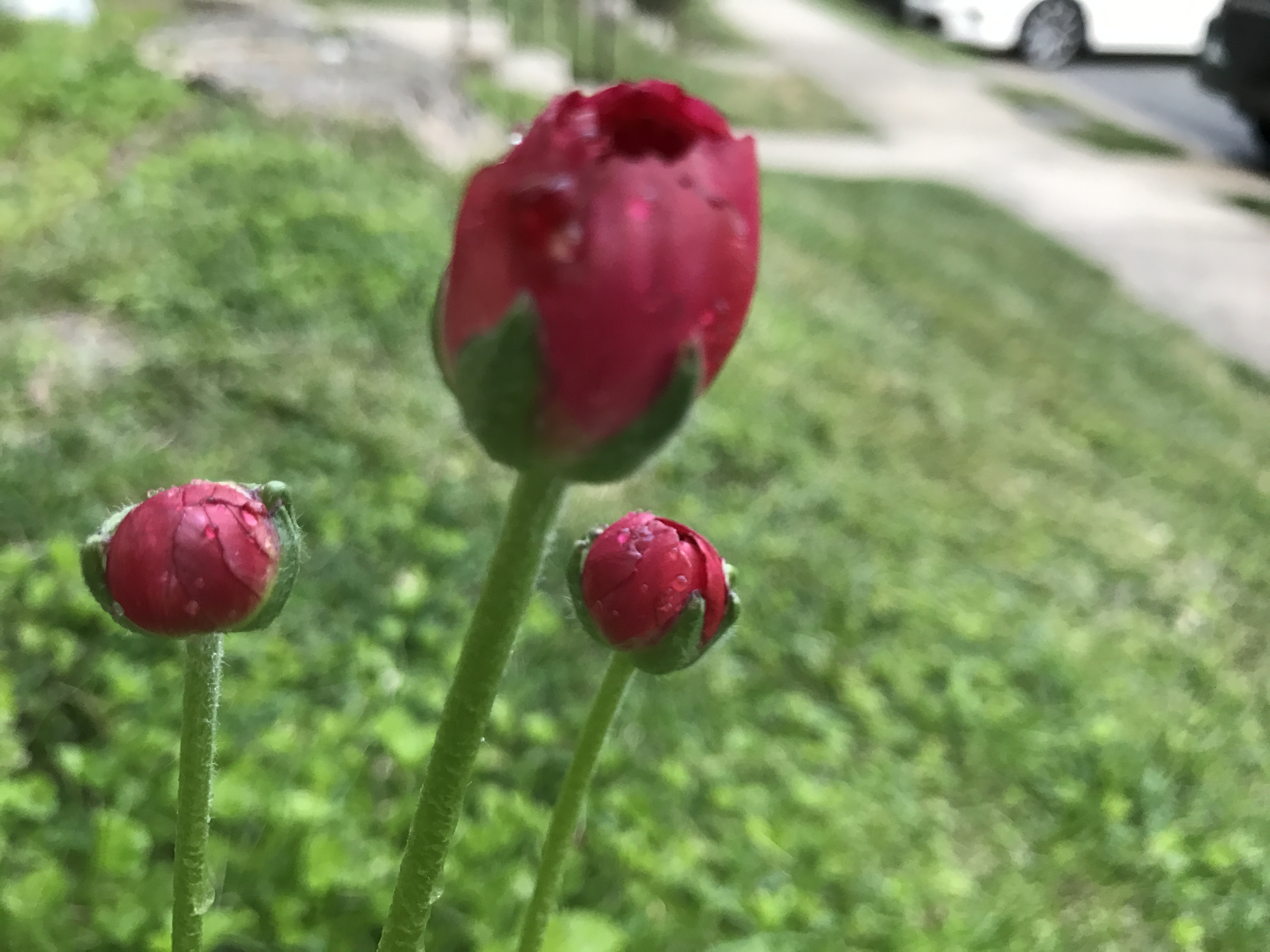 Red Tulip